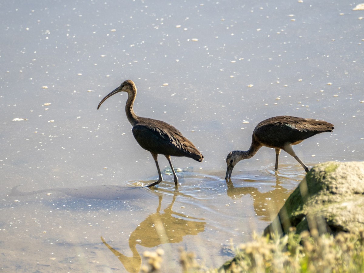 Glossy Ibis - ML642827121