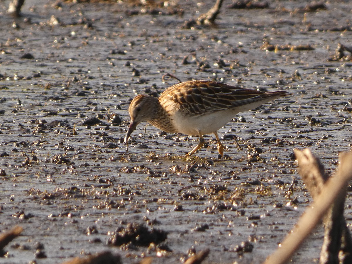 Pectoral Sandpiper - ML642827123