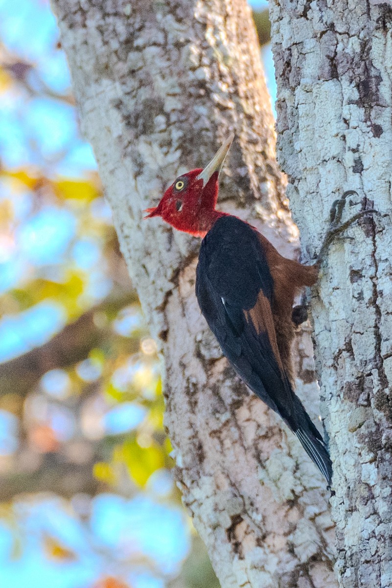 Red-necked Woodpecker - ML642827124