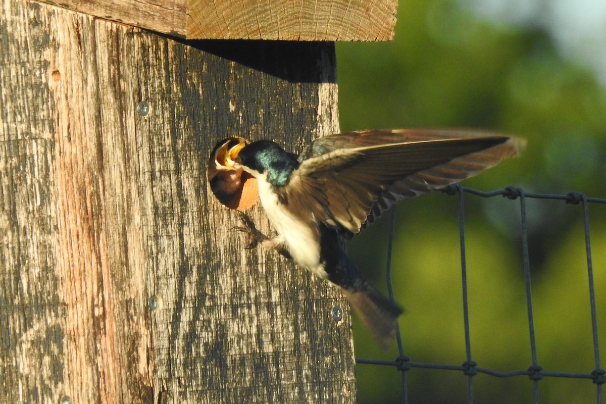 Tree Swallow - ML642827125