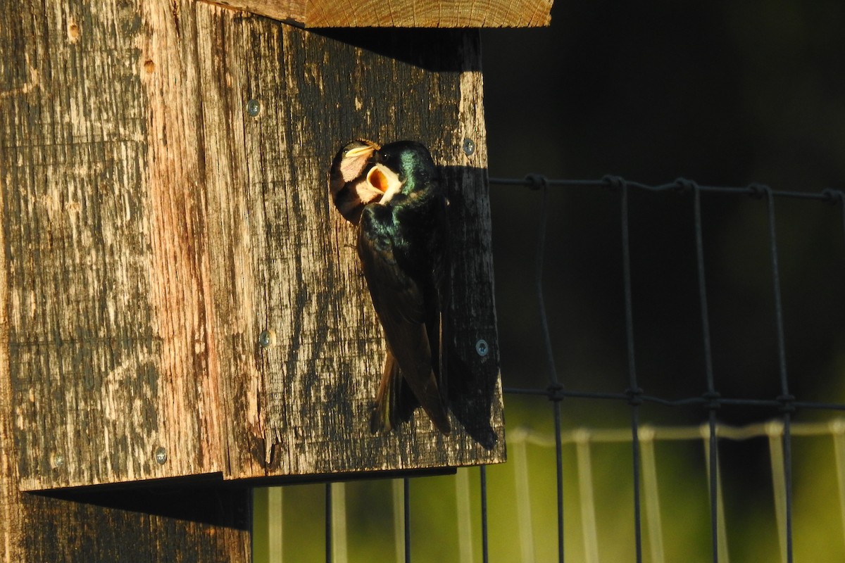 Tree Swallow - ML642827126