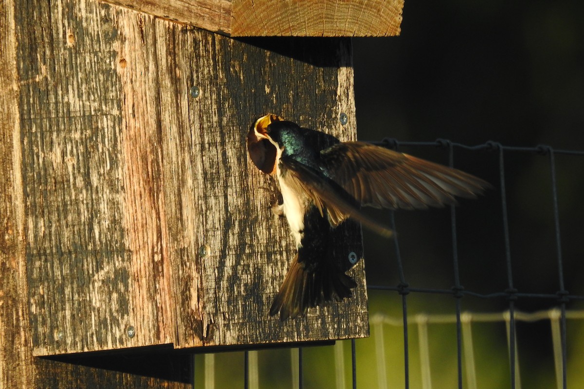 Tree Swallow - ML642827127