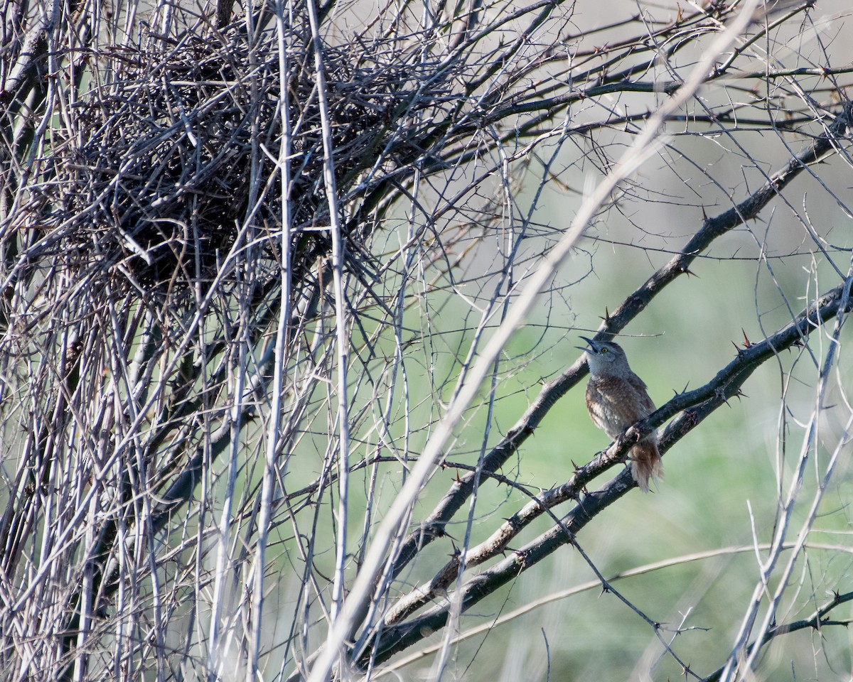 ムネアカアレチカマドドリ - ML642827140