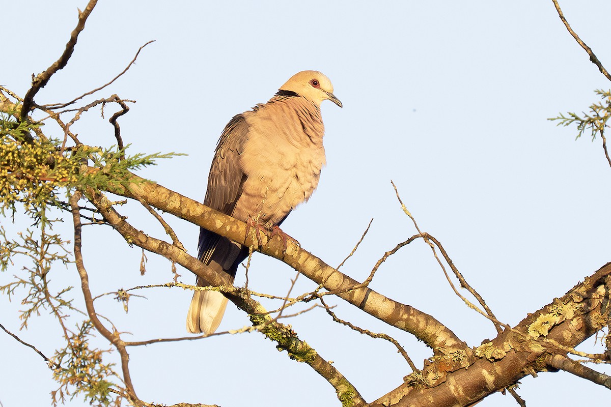 Red-eyed Dove - ML642827148
