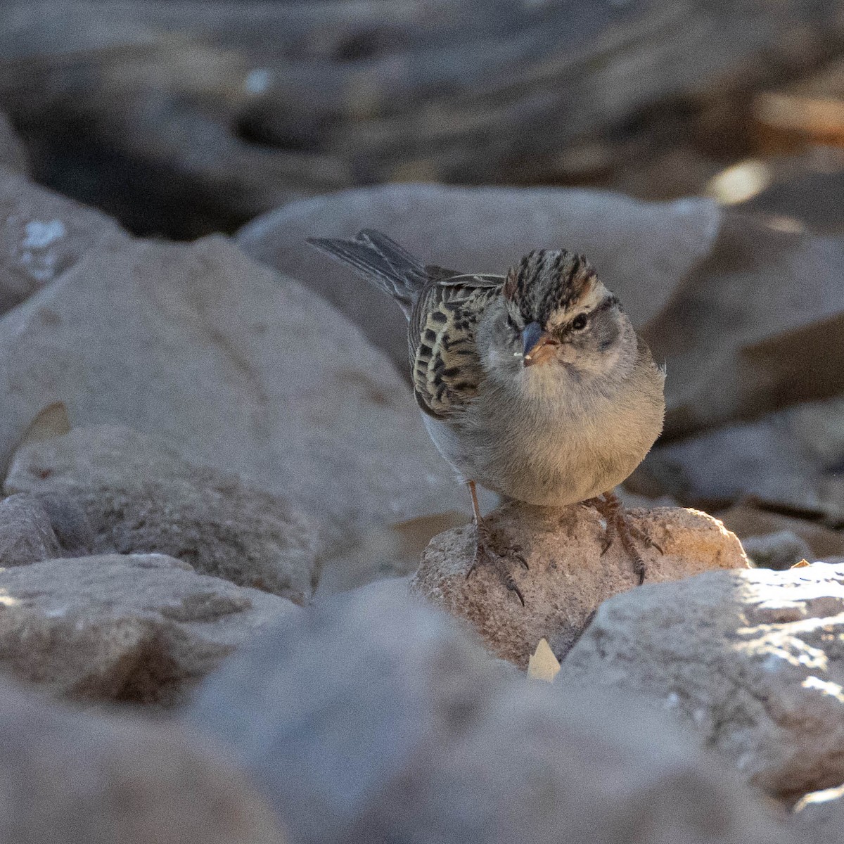 Chipping Sparrow - ML642827153