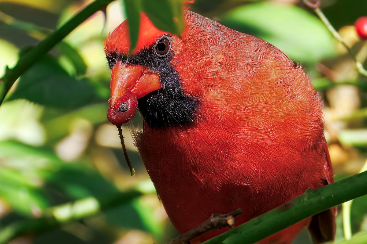 Cardinal rouge - ML642827154