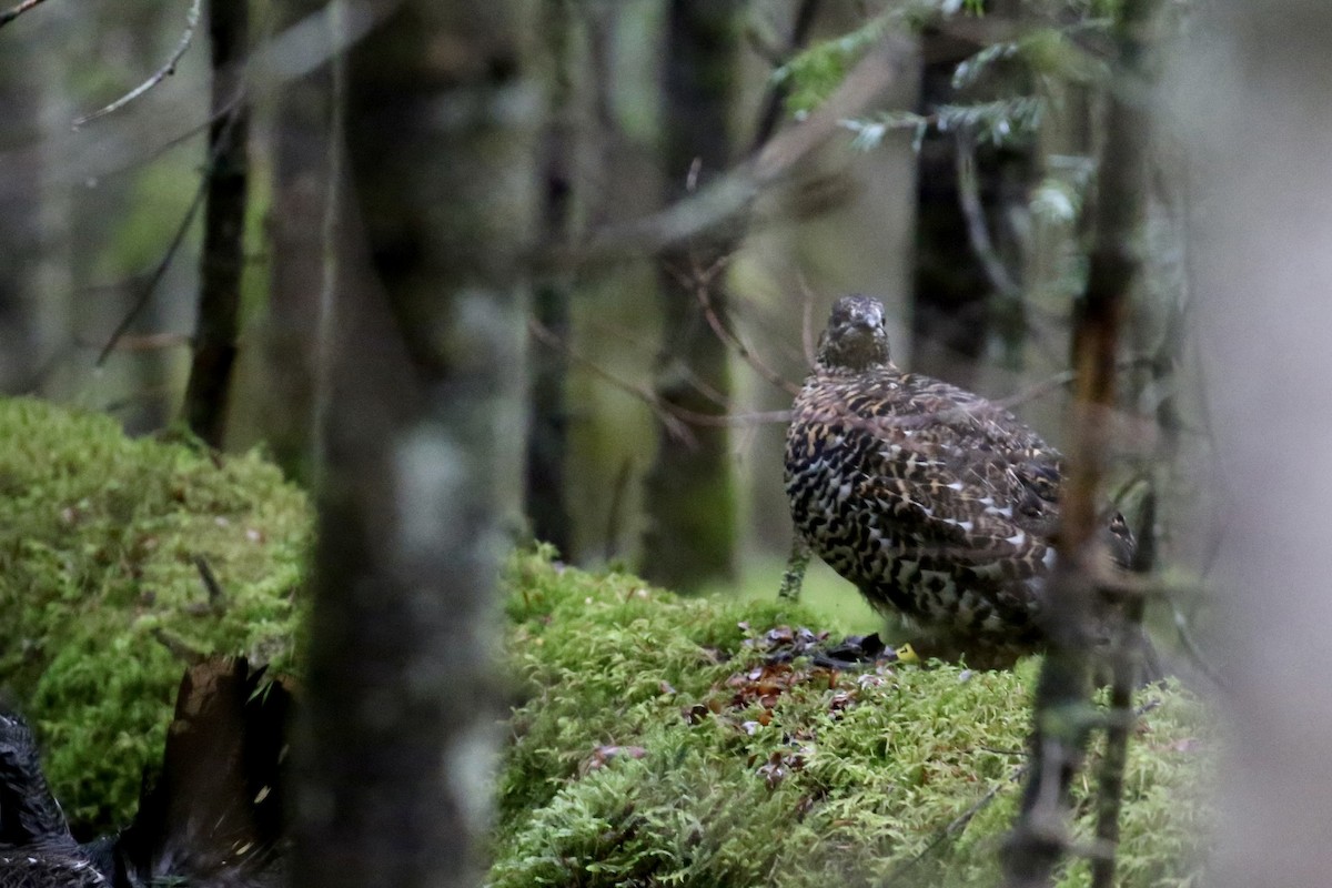 Spruce Grouse - ML642827156