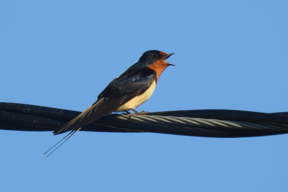 Barn Swallow - ML642827159
