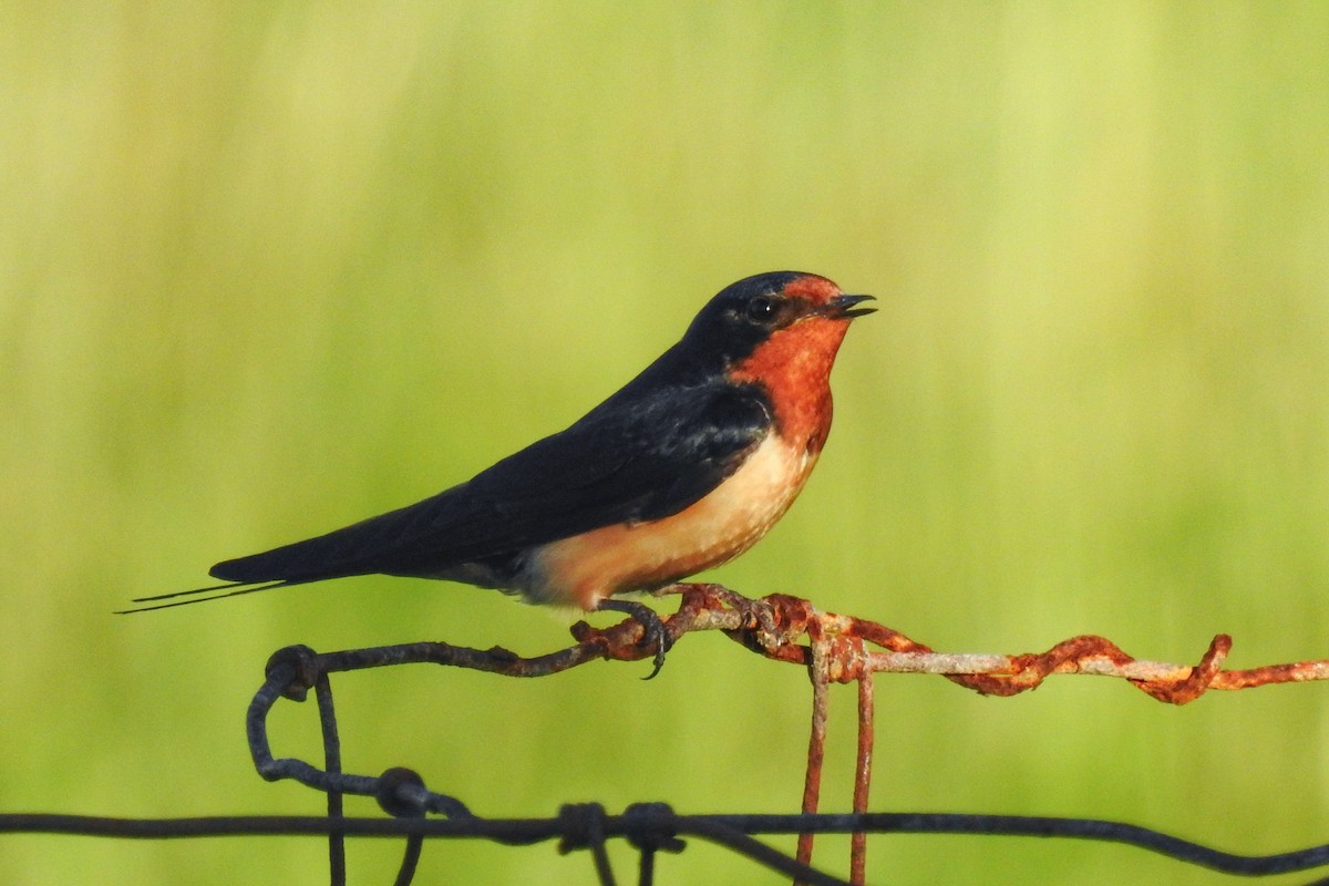 Barn Swallow - ML642827160