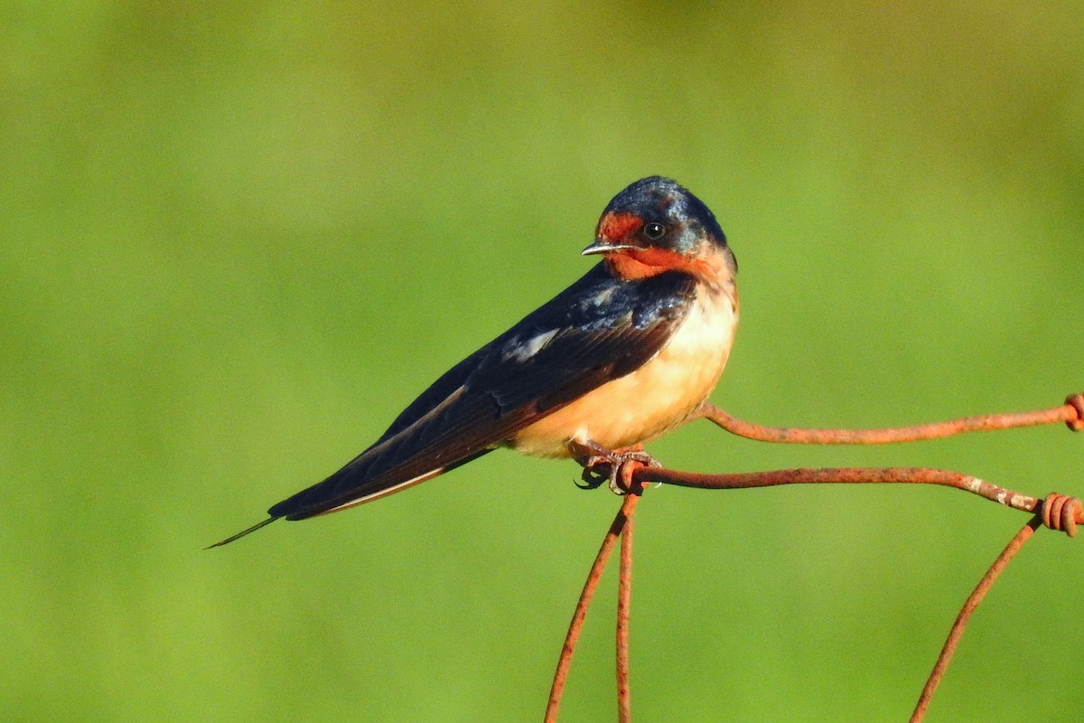 Barn Swallow - ML642827161