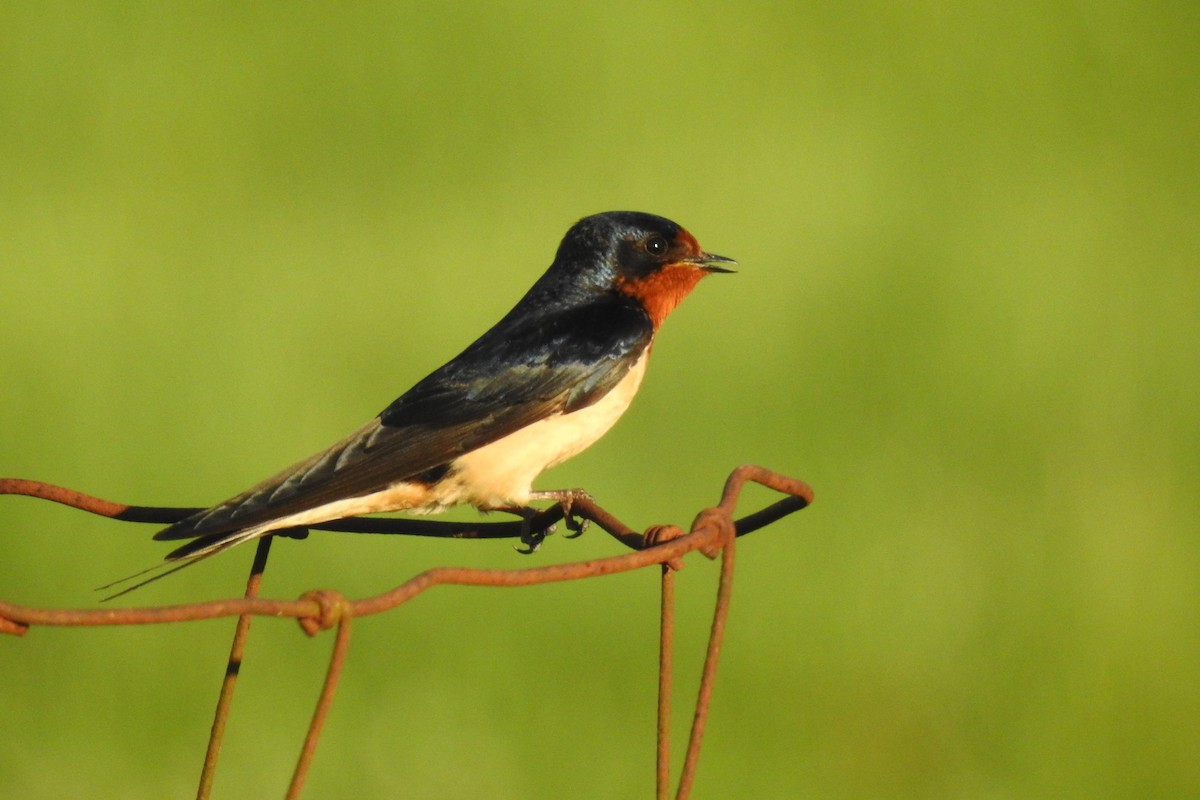Barn Swallow - ML642827162