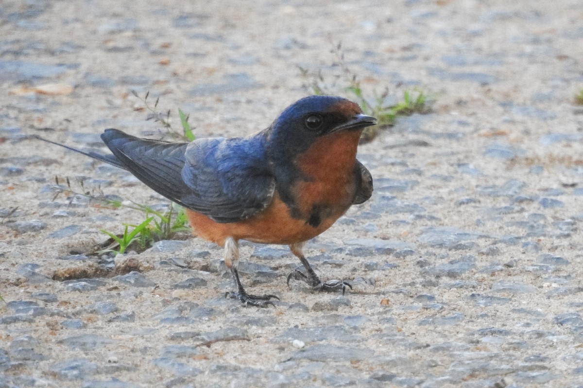 Barn Swallow - ML642827163