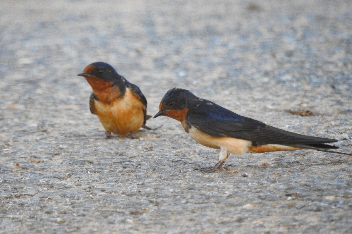 Barn Swallow - ML642827164