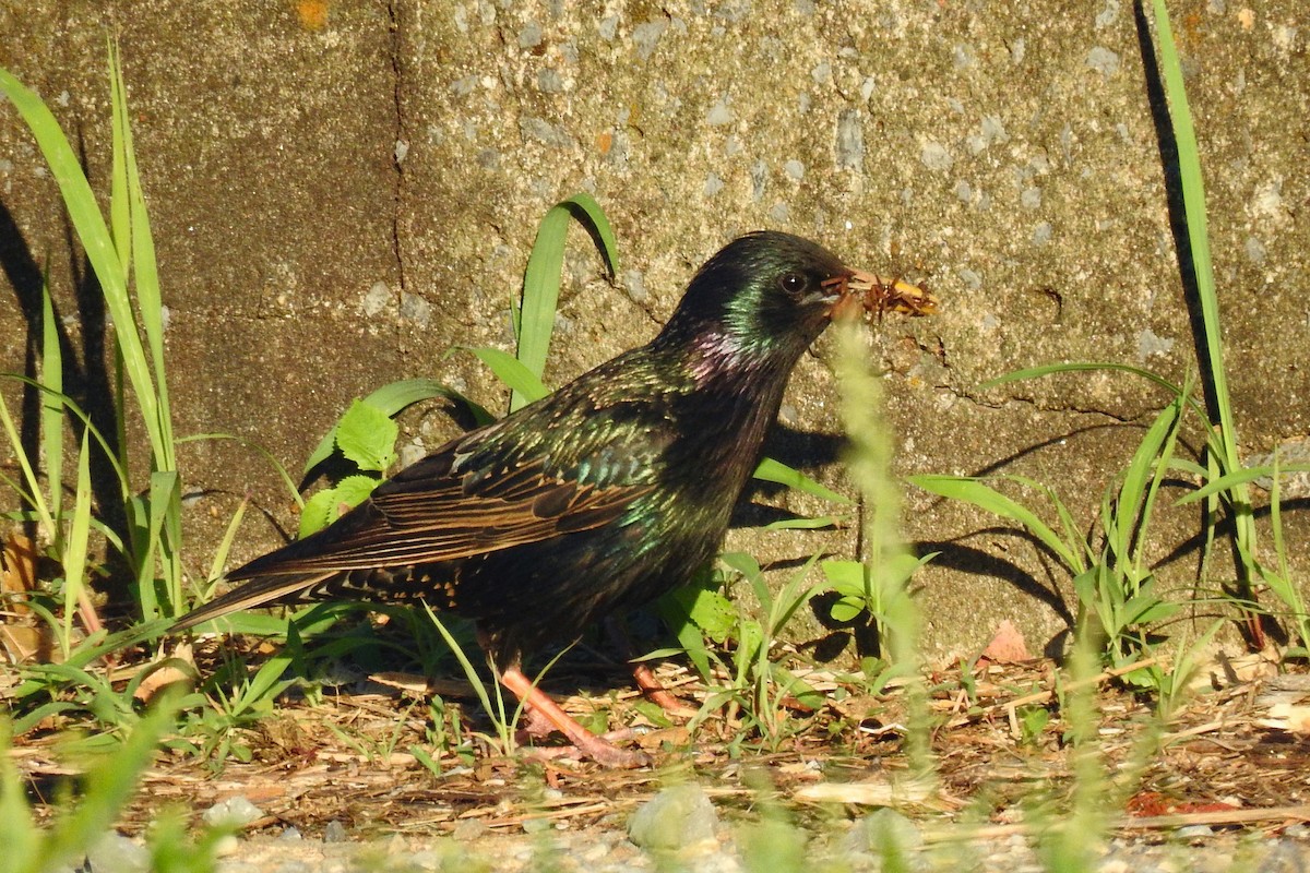 European Starling - ML642827170