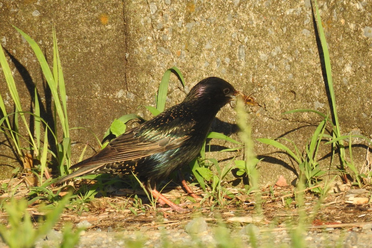 European Starling - ML642827171