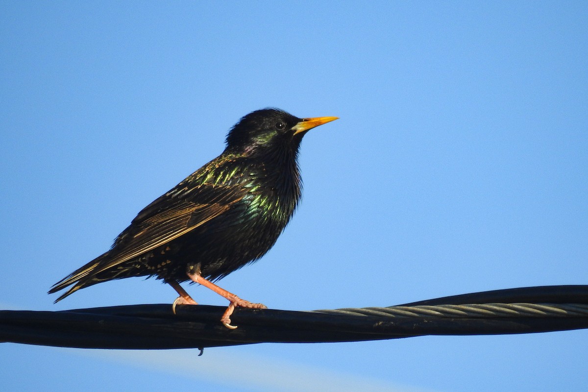 European Starling - ML642827172