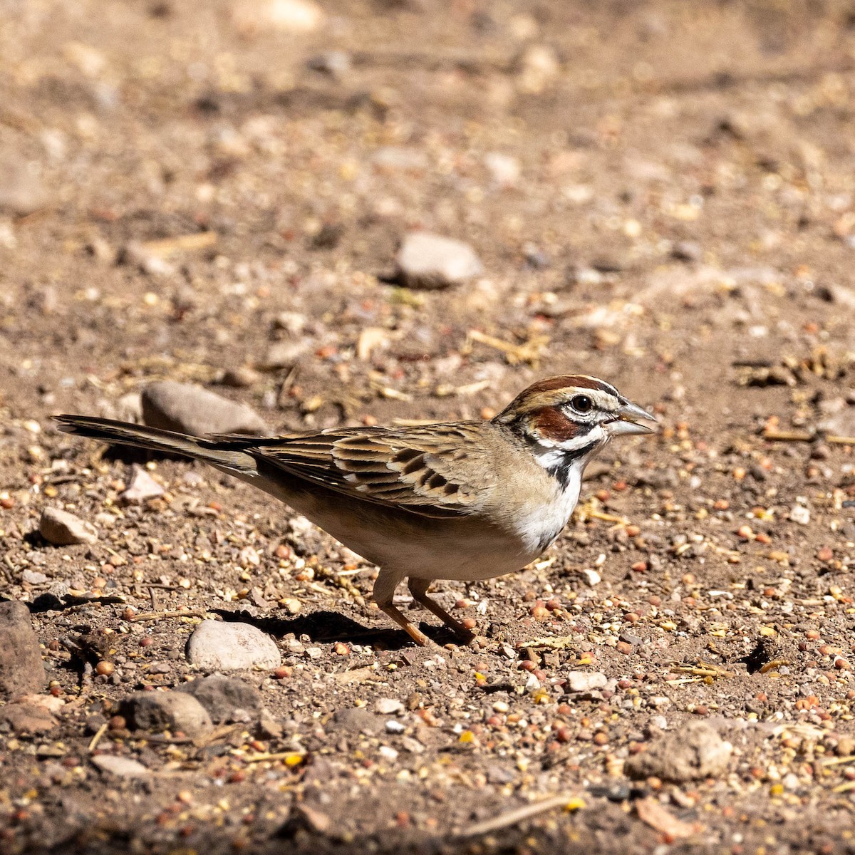 Bruant à joues marron - ML642827199