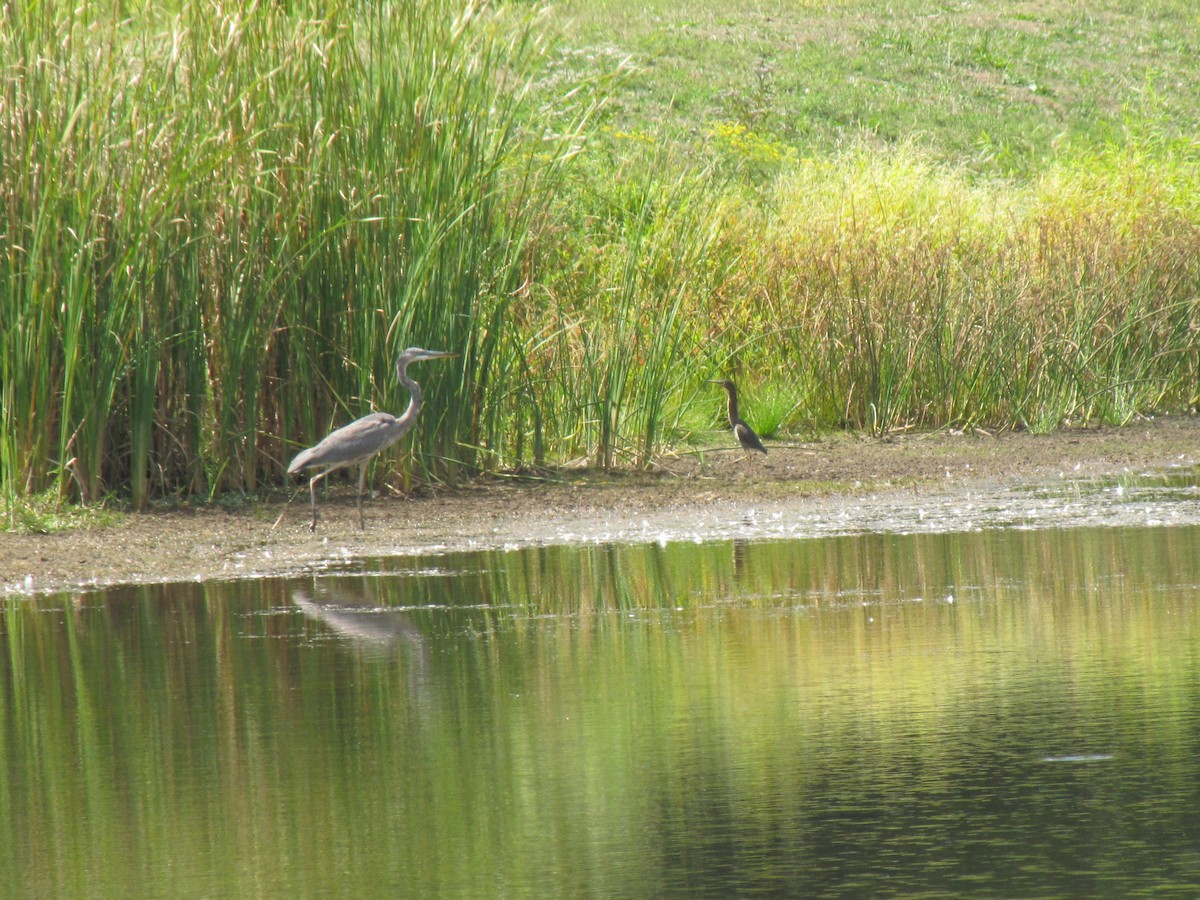 Great Blue Heron - ML642827219