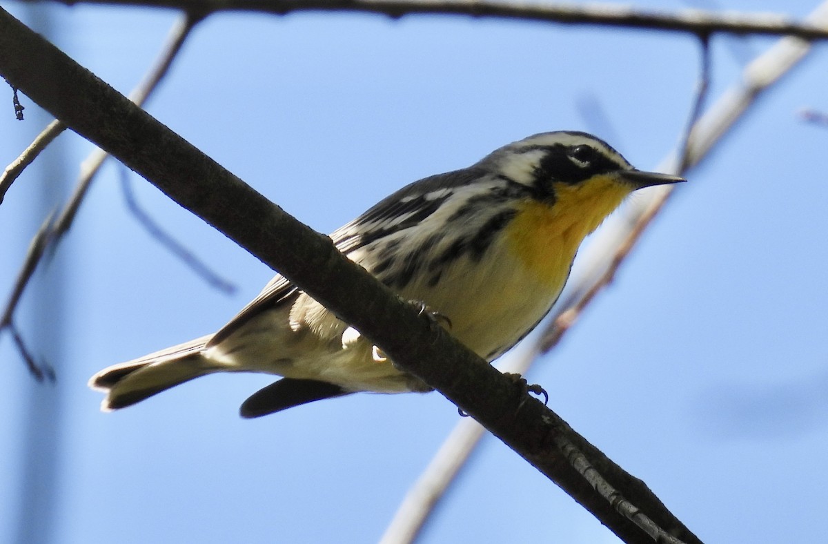 lesňáček zlatohrdlý - ML642827220