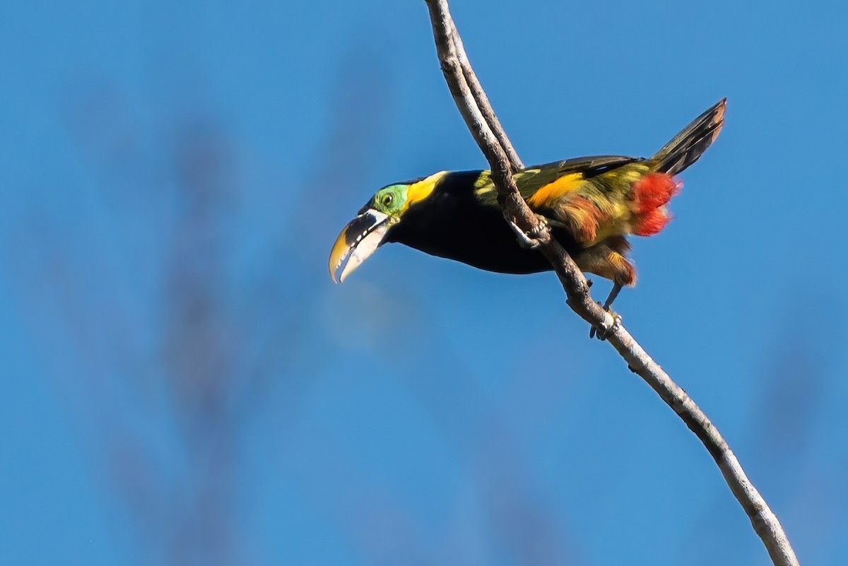 Gould's Toucanet - ML642827232