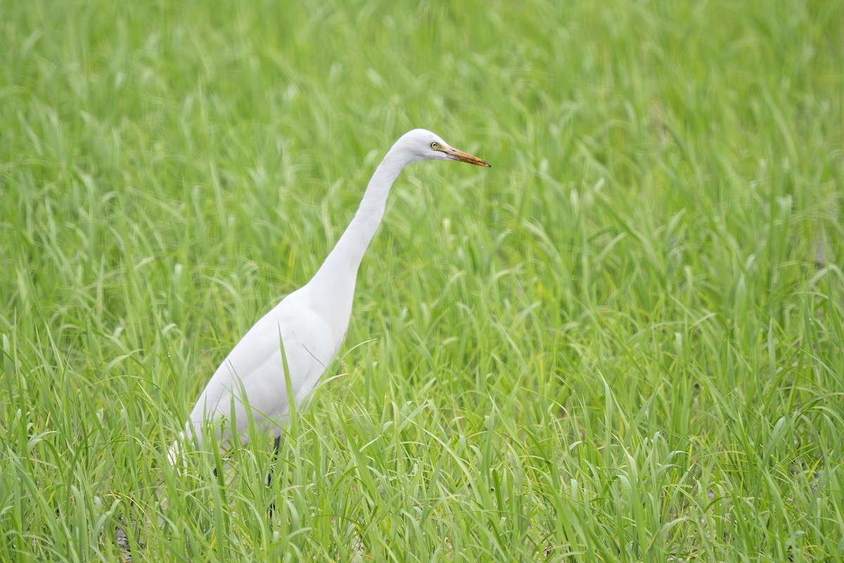 Yellow-billed Egret - ML642827233
