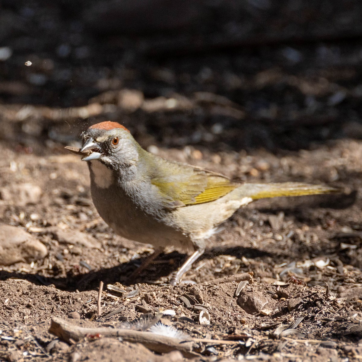 Green-tailed Towhee - ML642827237