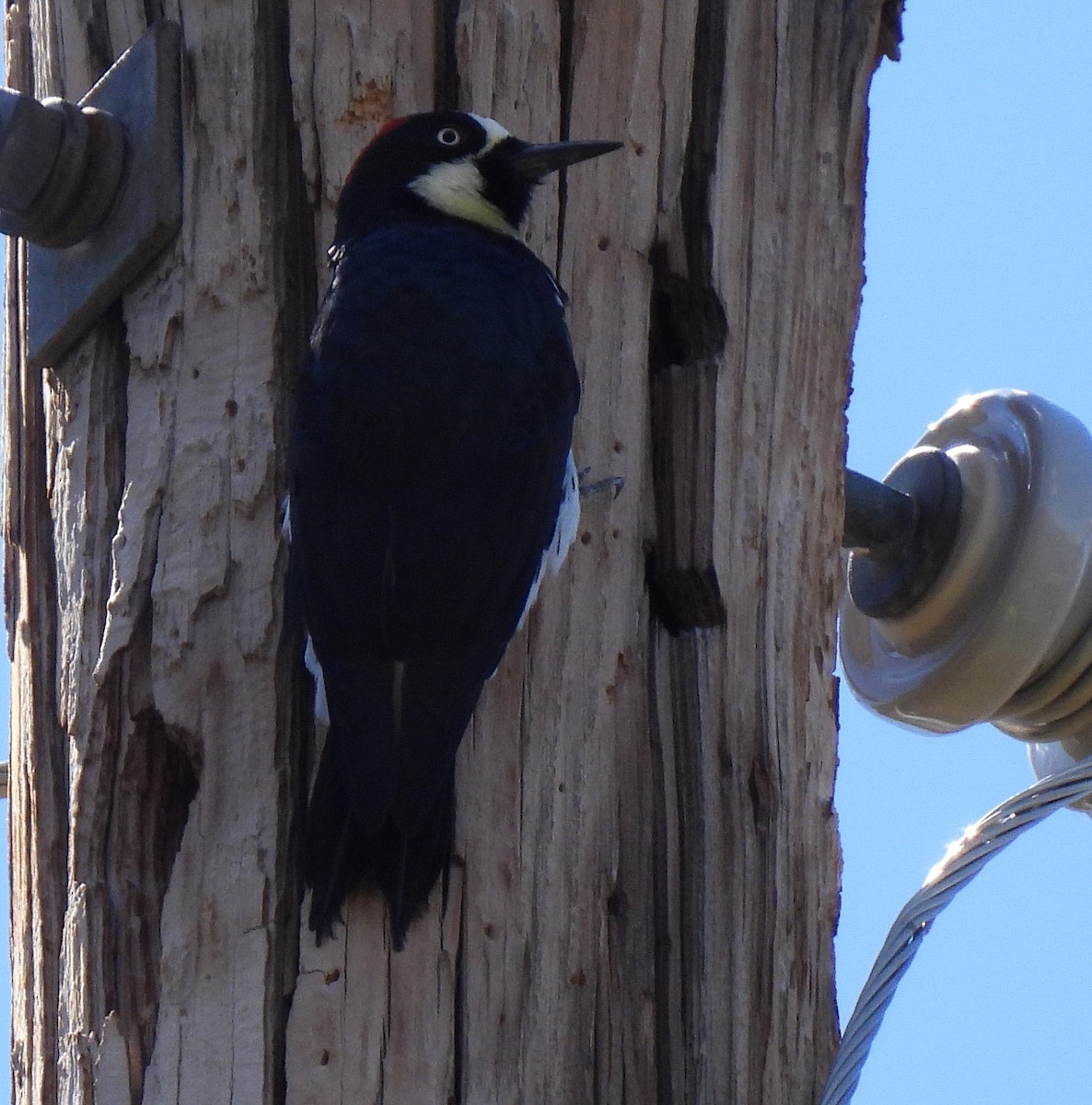 Acorn Woodpecker - ML642827262