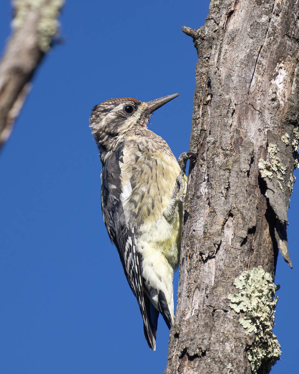 Yellow-bellied Sapsucker - ML642827264