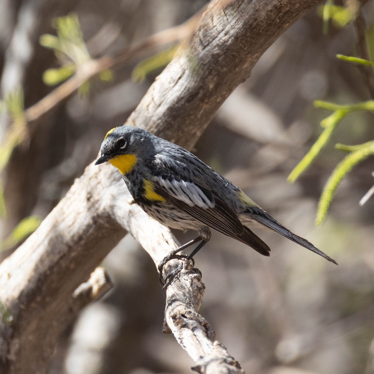 Yellow-rumped Warbler (Audubon's) - ML642827265