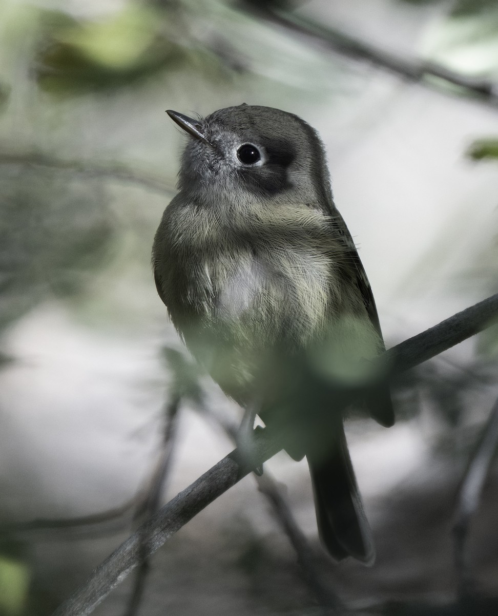 Hammond's Flycatcher - ML642827273