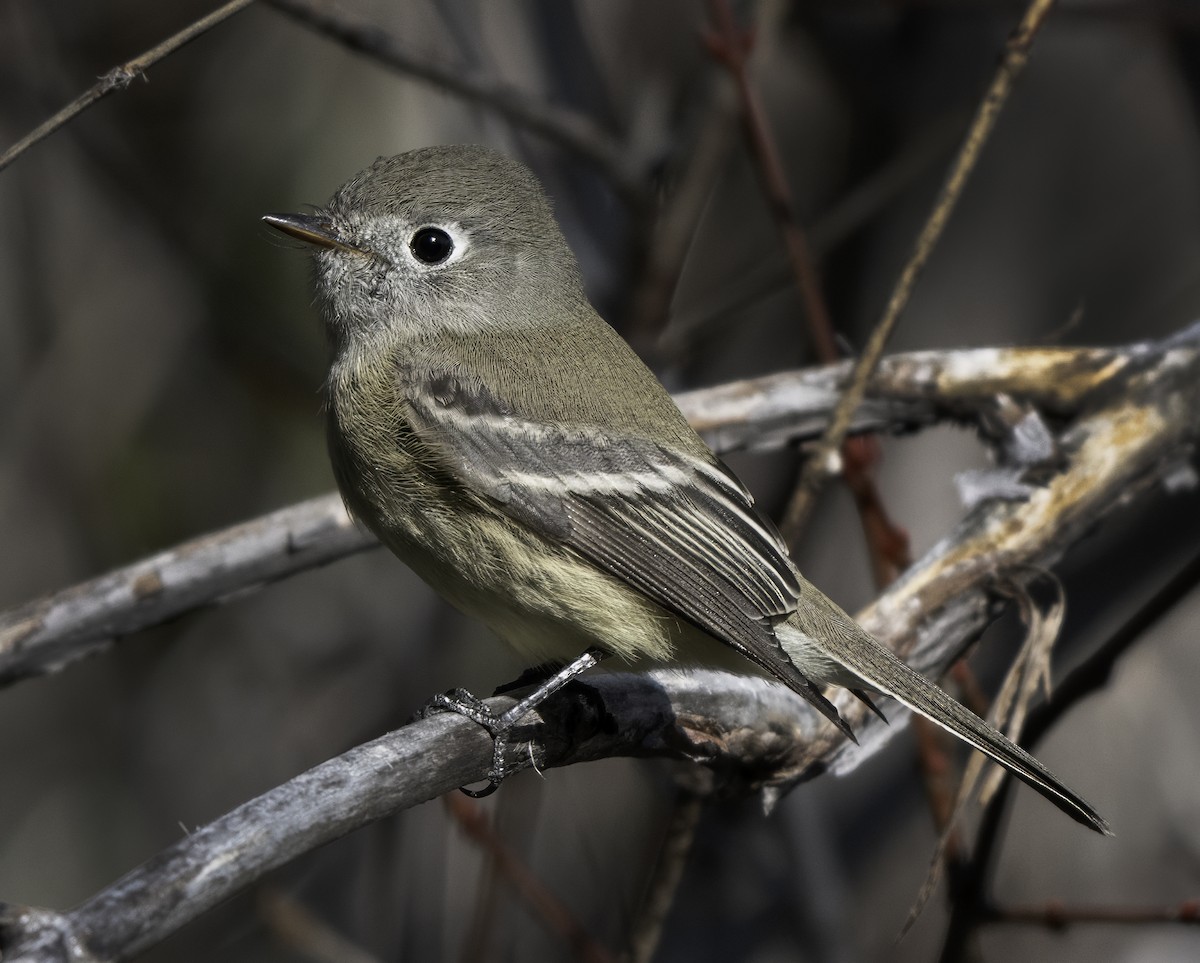 Hammond's Flycatcher - ML642827274