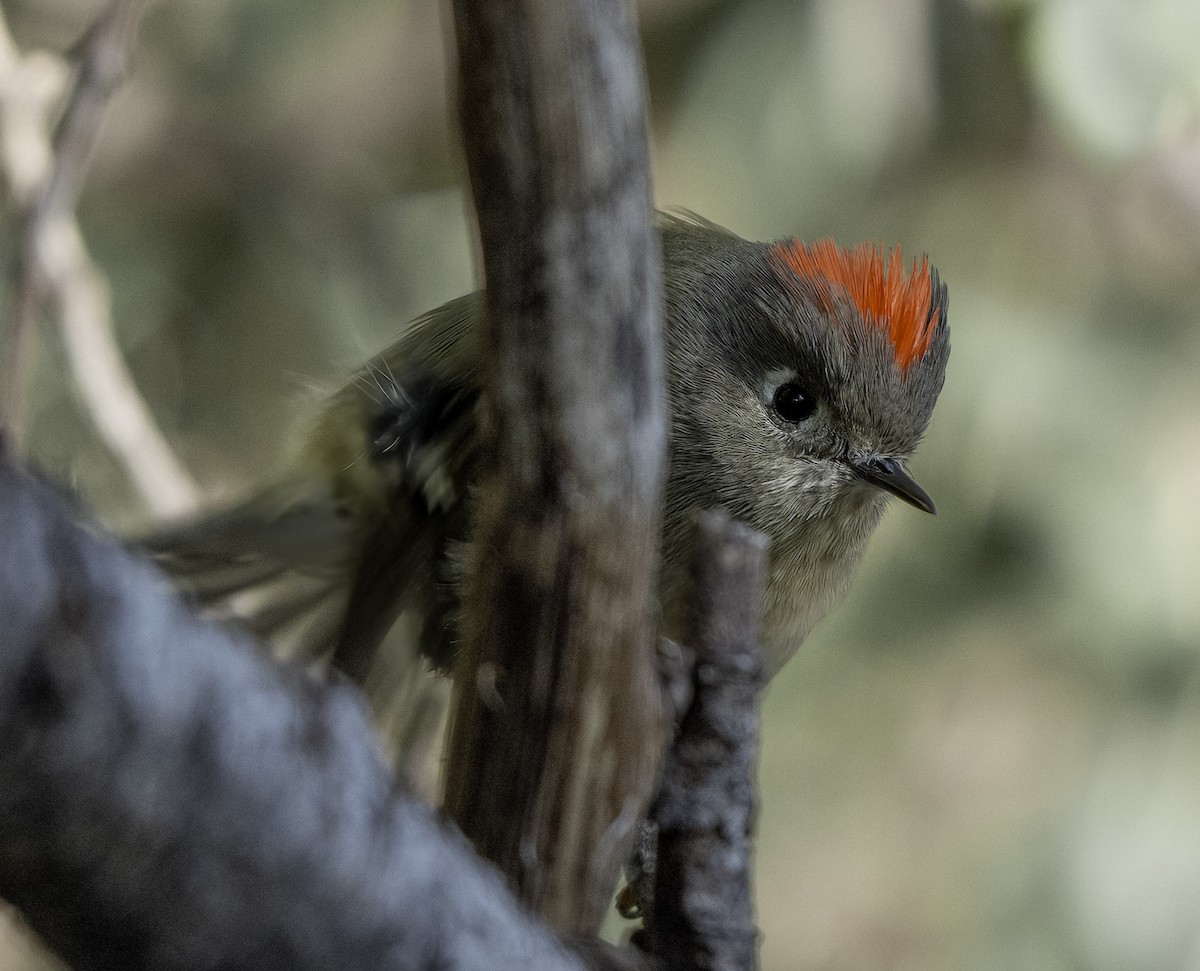 Ruby-crowned Kinglet - ML642827275