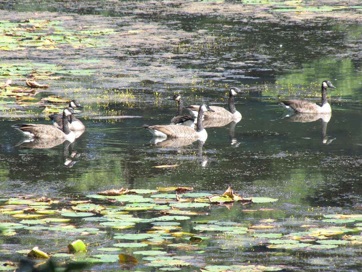 Canada Goose - ML642827276