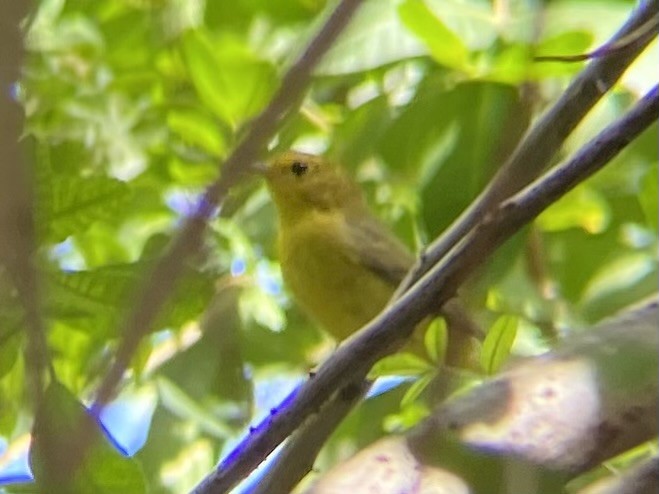 Wilson's Warbler - ML642827293