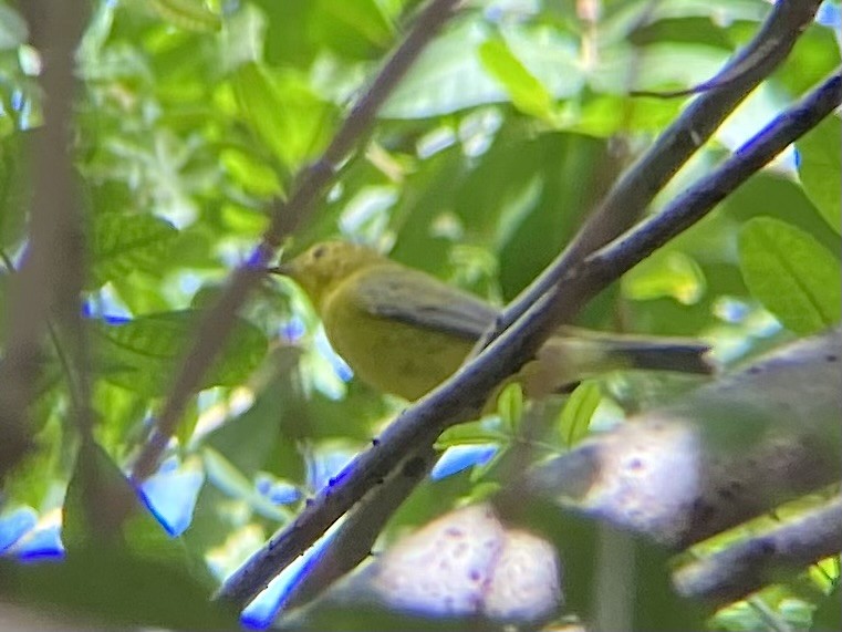 Wilson's Warbler - ML642827294