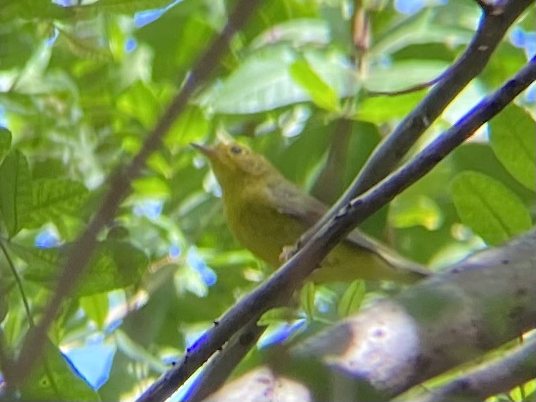 Wilson's Warbler - ML642827295