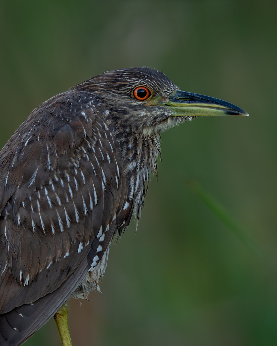 Nitticora - ML642827305