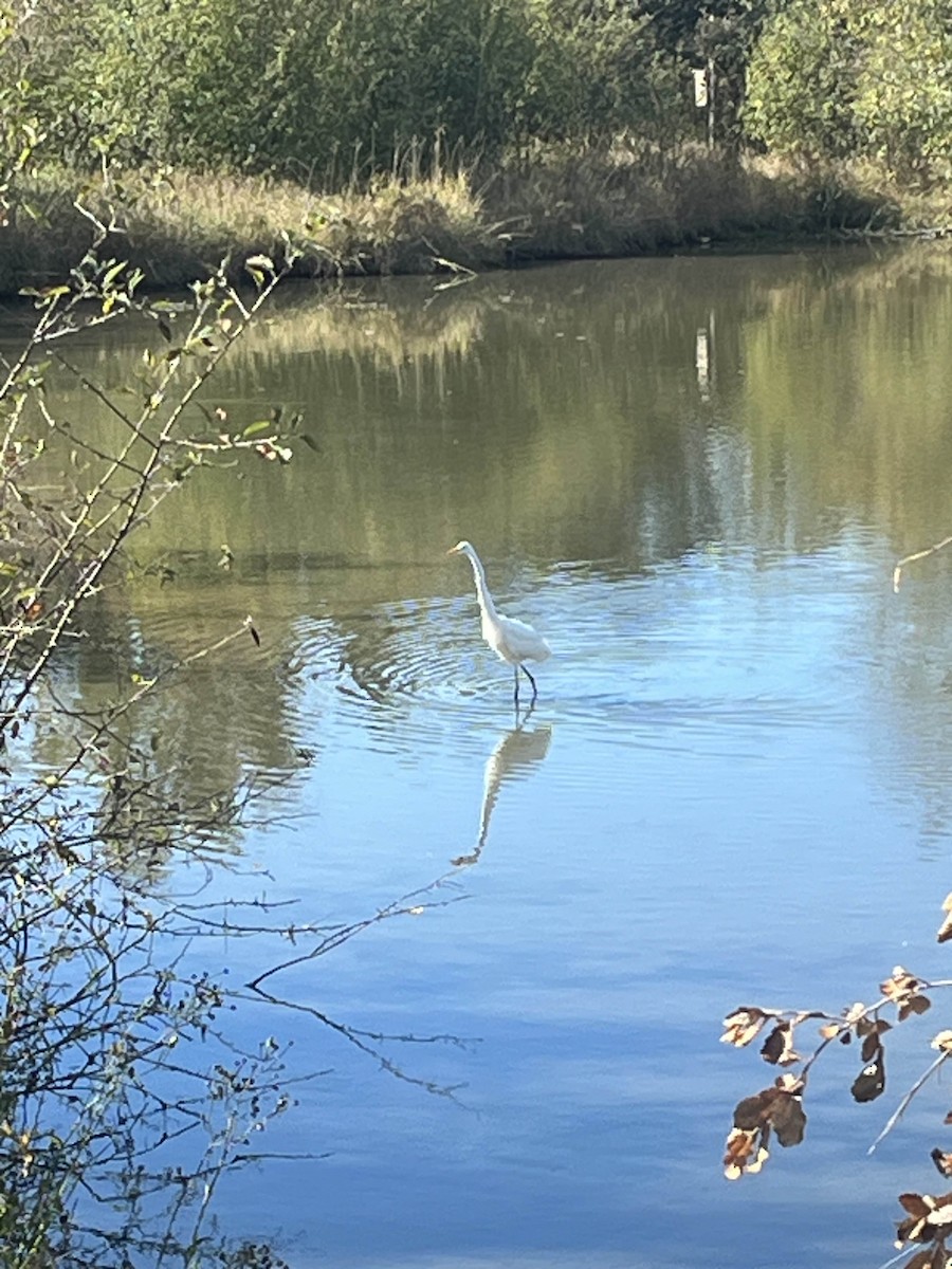 Great Egret - ML642827306