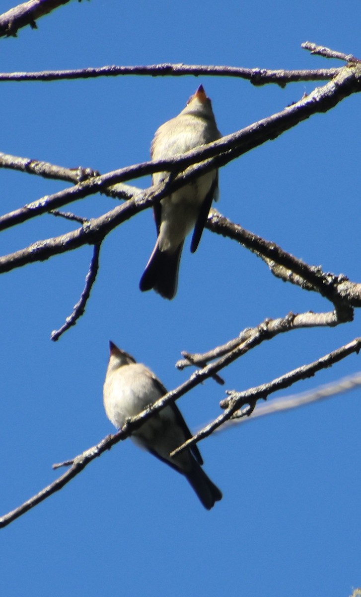 Eastern Wood-Pewee - ML642827307
