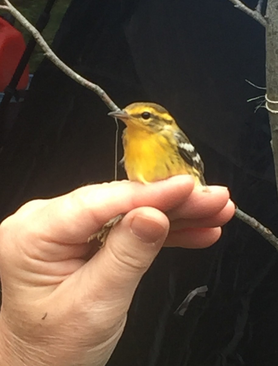 Blackburnian Warbler - ML642827308