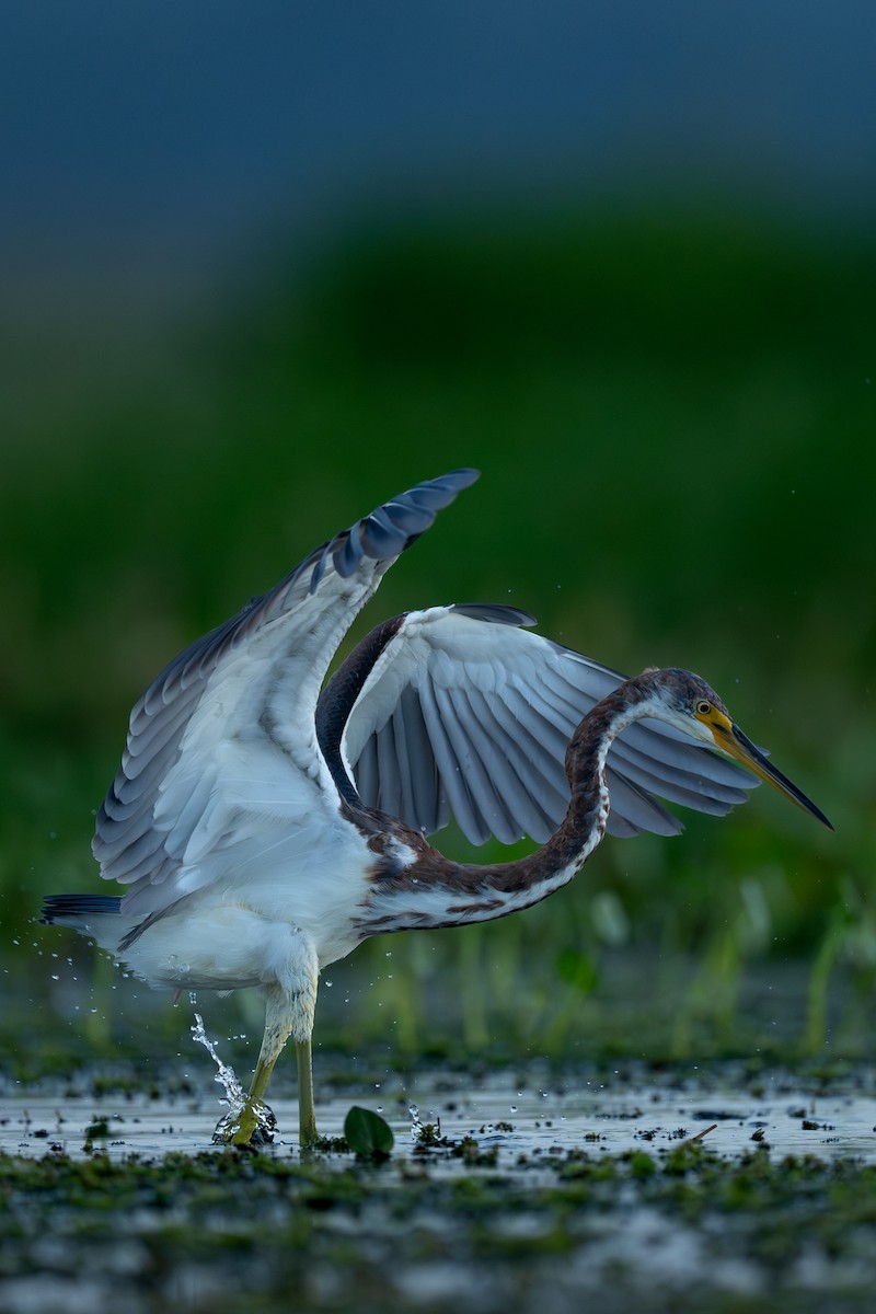 Tricolored Heron - ML642827309