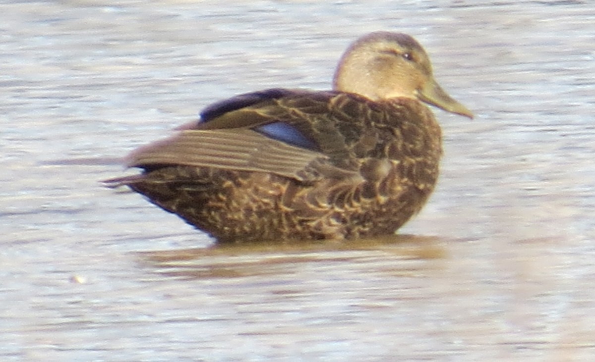 American Black Duck - ML642827310
