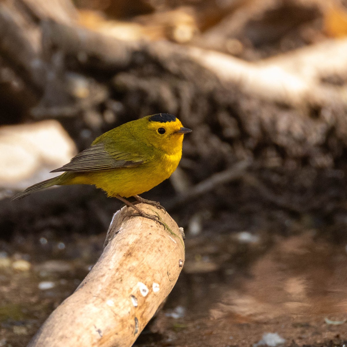 Wilson's Warbler - ML642827312