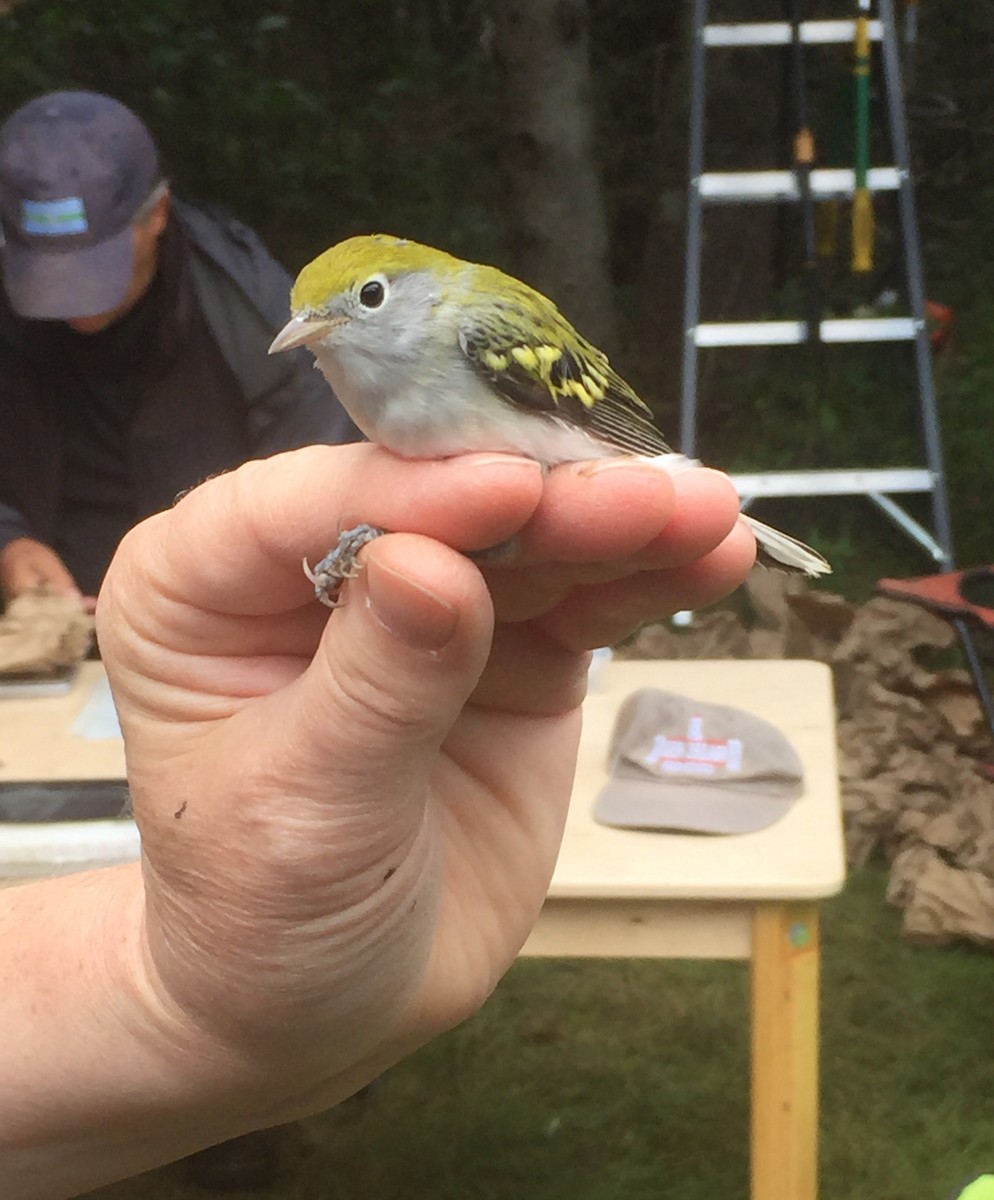 Chestnut-sided Warbler - ML642827313
