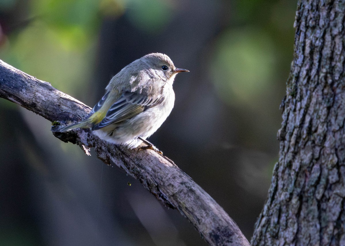 Cape May Warbler - ML642827314
