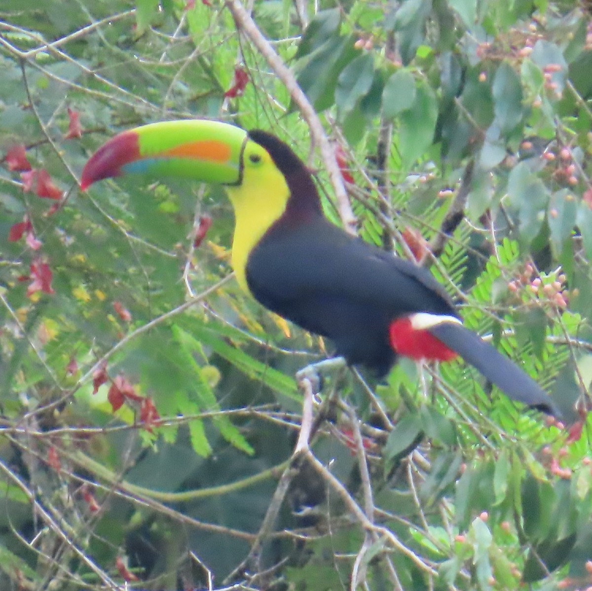 Keel-billed Toucan - ML642827317