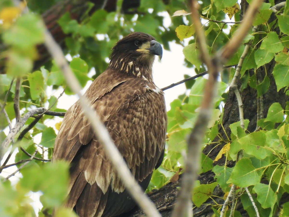 Bald Eagle - ML642827319