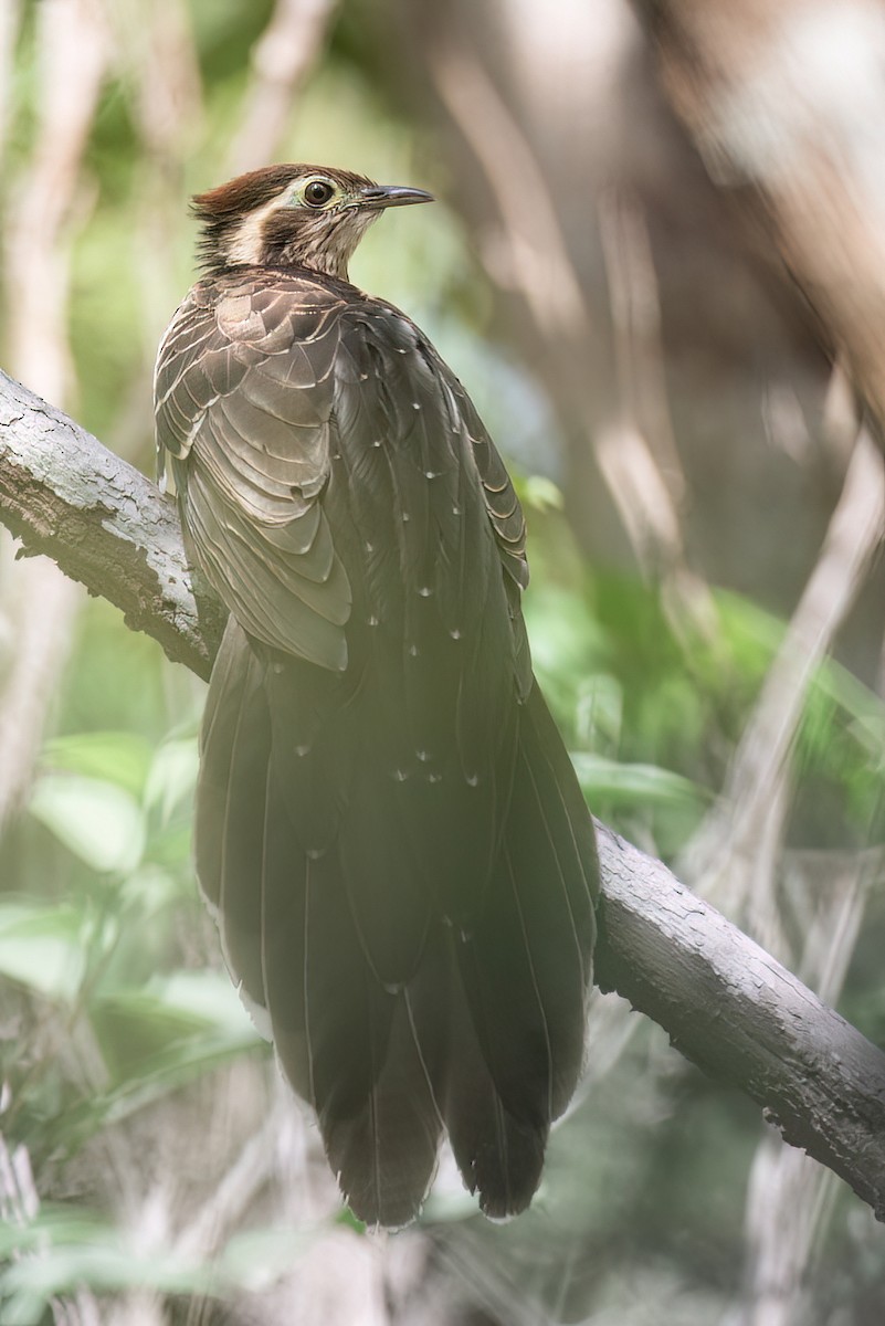 Pheasant Cuckoo - ML642827321