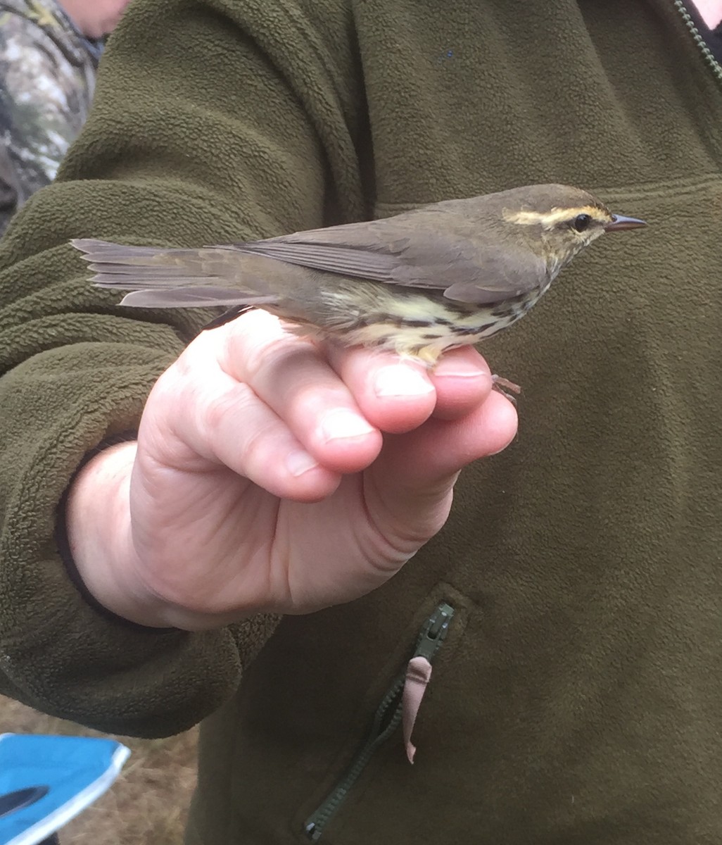 Northern Waterthrush - ML642827322