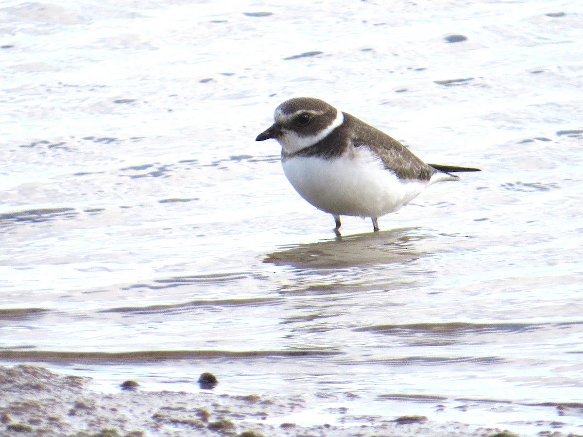 Semipalmated Plover - ML642827323